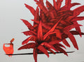 Red  Hurriacane